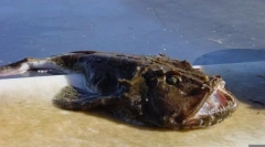 Riblje